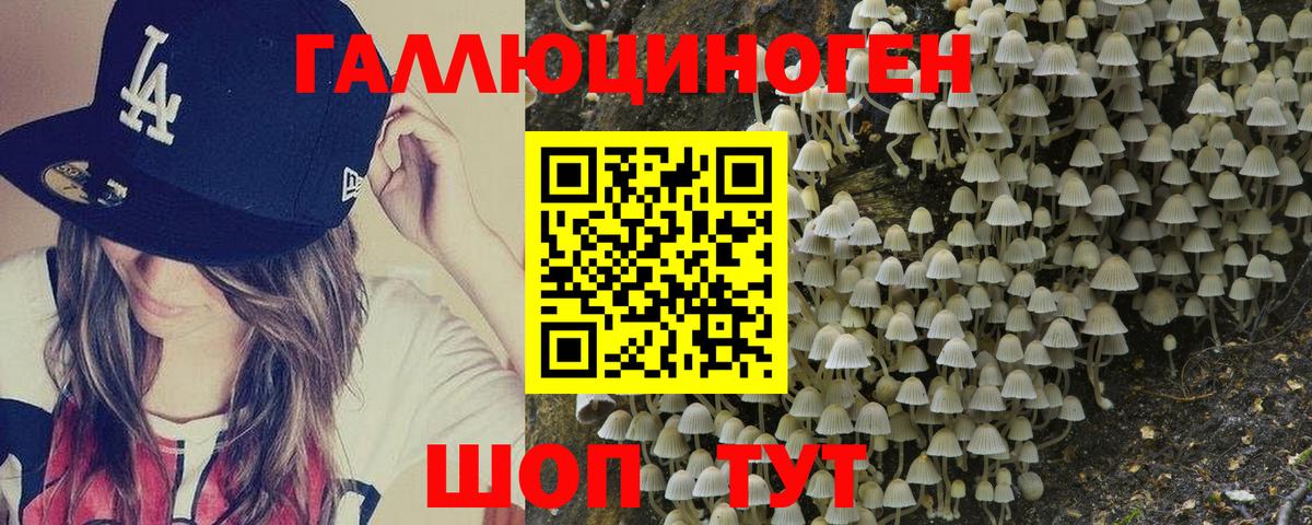 Галлюциногенные грибы Psilocybe  где продают наркотики  Светлоград  Вход с VPN 